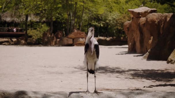 Der Marabou steht auf einem Felsen in der Mitte des Rahmens und dreht den Kopf. — Stockvideo