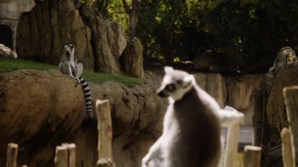 Soft focus from a far-seated lemur to a lemur sitting on a wooden fence. — Stock Video