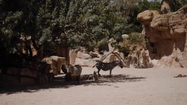 Le zebre stanno all'ombra di un albero. Sullo sfondo alberi verdi, rocce, sabbia — Video Stock