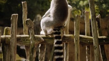 Bir lemur ahşap bir çite oturur, başını çevirir ve patisini yalar. Turna atışı.