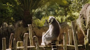 Lemur ahşap bir çitin üzerinde oturur ve kollarını açarak başını geriye doğru atar..