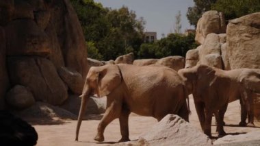 Fil sağdan sola gider. Yakınlarda başka filler de var..