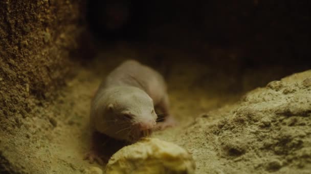 Das Kap-Maulwurf-Ratten-Jungtier bahnt sich seinen Weg in einen unterirdischen Höhlengraben. Nahaufnahme. — Stockvideo