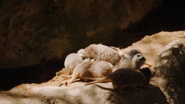 I suricati giocano tra loro e poi scappano, uno sdraiato a terra. — Video Stock
