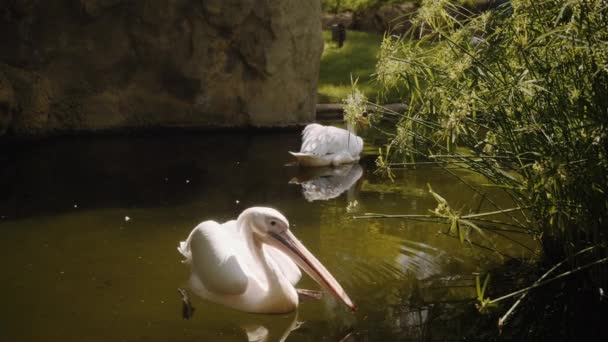 Pelikaner simmar i lerigt vatten. Solen skiner. — Stockvideo
