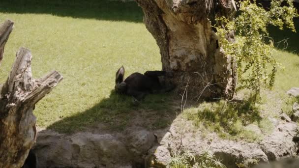Der Schimpanse liegt auf dem Gras im Schatten eines trockenen Baumes. — Stockvideo