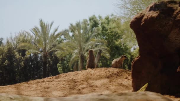 Meerkats juegan entre sí en pendiente arenosa Palmeras verdes en el fondo — Vídeos de Stock