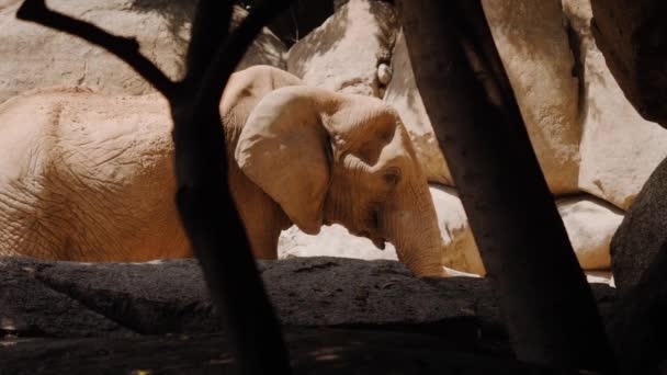 L'elefante si alza e mastica, poi se ne va. — Video Stock