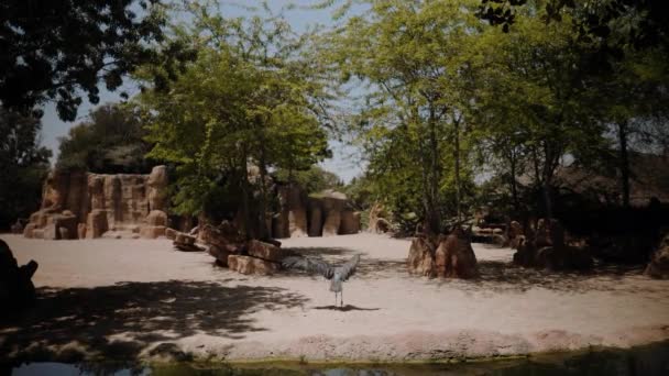 Der Marabou steht auf dem Sand neben dem Wasser und reinigt seine Flügel. — Stockvideo