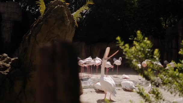 Il pellicano sta al centro della cornice, sbadigliando e allargando un'ala. — Video Stock