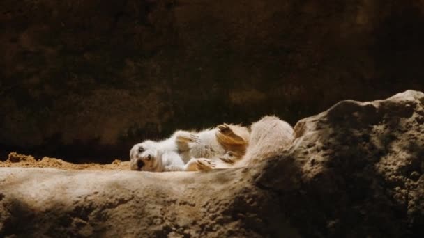 El suricata yace de costado en el suelo y mira a la cámara. — Vídeos de Stock