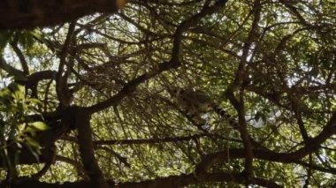 Lemur bir ağacın kalın ve kuru dallarına tırmanıyor ve sonra atlıyor..