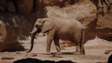 Fil gövdesinin yardımıyla hareket eder ve yiyecek yer..