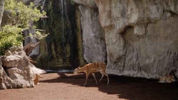 L'antilope va de droite à gauche, sur fond de cascade. — Video