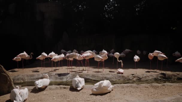 Flamingor står på sanden i solen. I förgrunden finns pelikaner. — Stockvideo