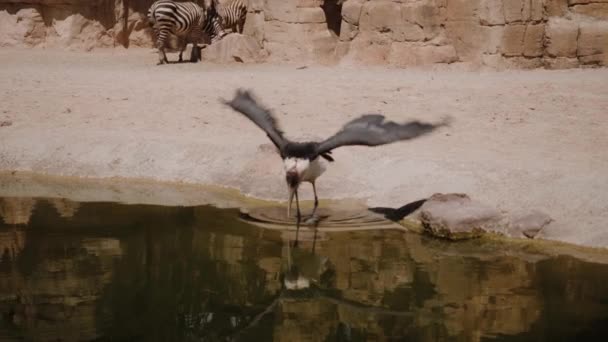 Marabou vstoupí do vody, chytí rybu a zamává křídly.. — Stock video