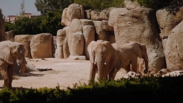 Elefanter står mot bakgrund av stenar och träd. — Stockvideo
