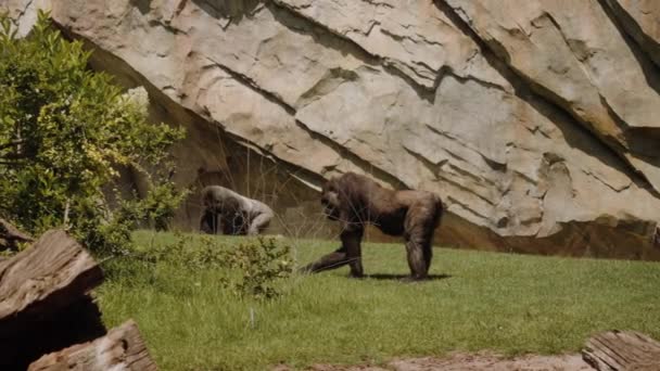 Een vrouwelijke Oosterse gorilla staat, op zoek naar iets in het gras. — Stockvideo