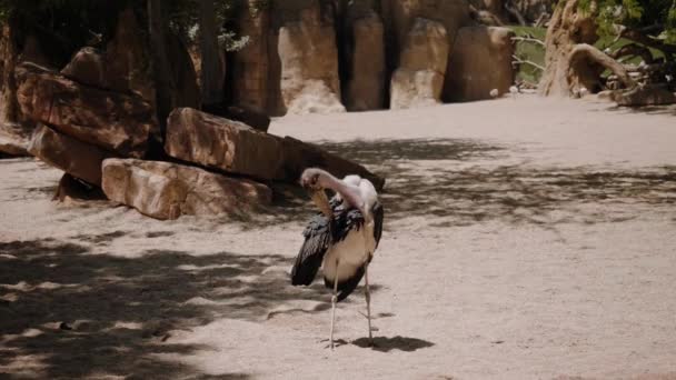 Die Marabou steht im Sand und putzt ihre Flügel. — Stockvideo