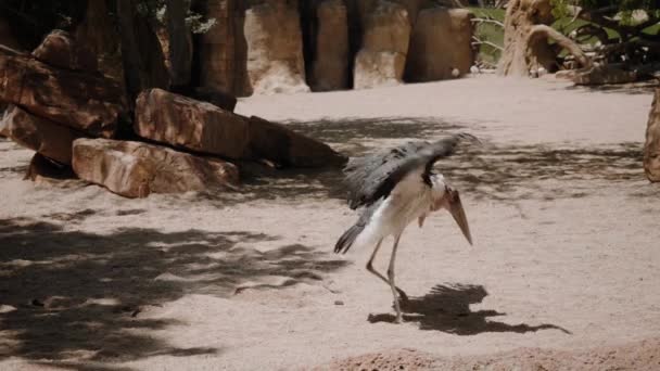 Die Marabou steht im Sand und putzt ihre Flügel. — Stockvideo