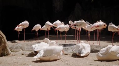 Flamingolar kumda durur. Ön planda pelikanlar var..