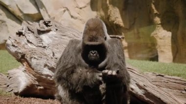 Doğu gorili çerçevenin ortasında oturur ve patisini çizer..