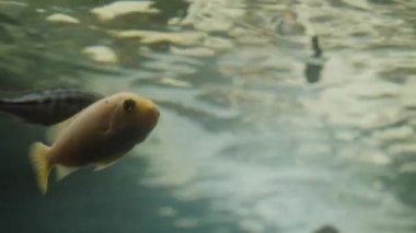 The fish swims near the surface of the water. Malawian cichlids.