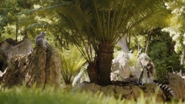 Two lemurs sit on rocks, against a background of palm trees.