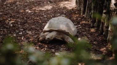 A turtle crawls on dry leaves in the shade.