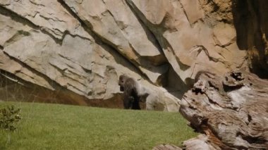 Eastern gorilla stands in the center of the frame, a female gorilla passes by.