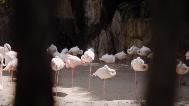 Flamingor står på sanden i skuggan och i solen. — Stockvideo