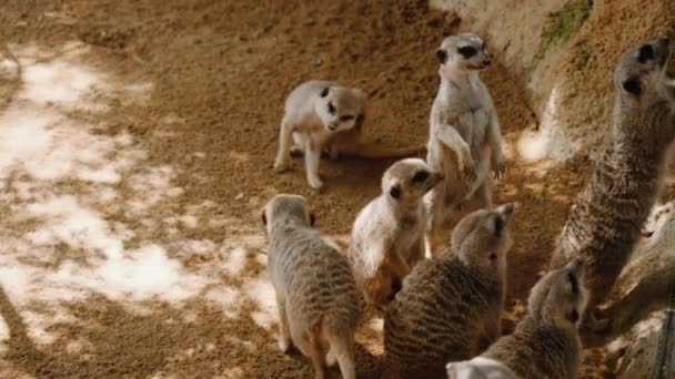 Meerkats stand in the shade on their hind legs. Sand in the background. — Video