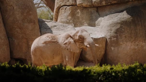 The elephant stands and chews the food. The camera moves from left to right. — Αρχείο Βίντεο