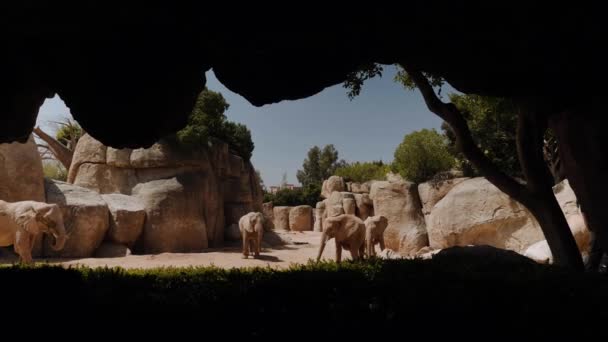 An elephant walks through a stone gorge. Food is thrown to them. — Stockvideo