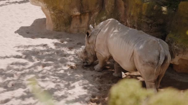 The rhinoceros stands with its nose buried in the sand. — Vídeo de stock