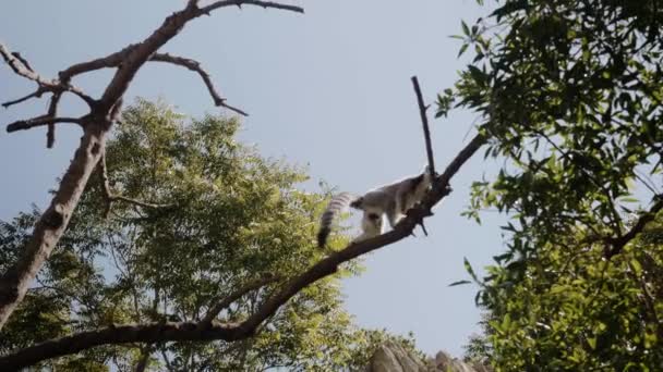 The lemur walks along the branch and prepares to jump. — Stockvideo