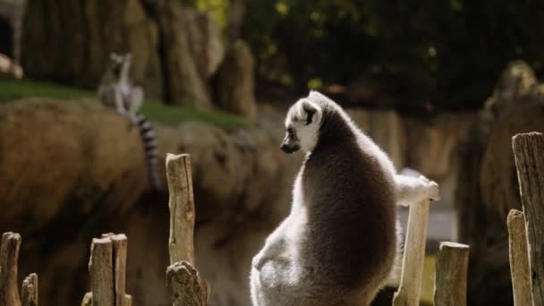 Bir lemur ahşap bir çitte oturur, başka bir lemura odaklanır.. — Stok video