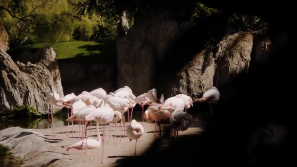 Flamingos stand on the sand in the sun. The camera moves from right to left. — Video