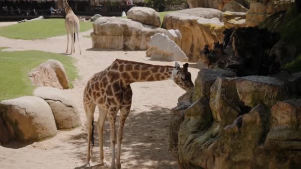 Giraffen vonden voedsel in een rots en eten het op.. — Stockvideo