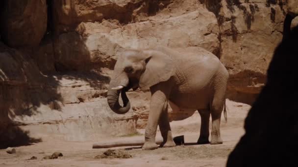 The elephant stands and eats food with help of its trunk. — Vídeo de Stock
