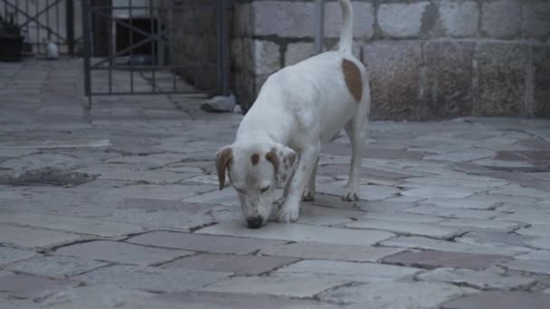 Hond met zijn neus op de grond. Kotor. Montenegro — Stockvideo