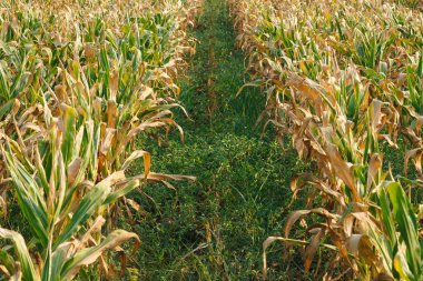 Mısır alan satırları