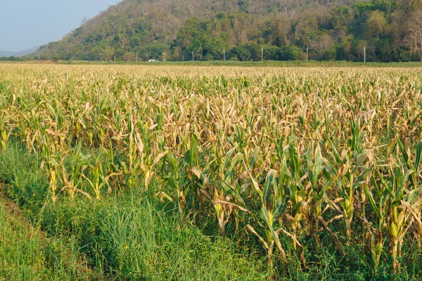 Filas de campos de maíz — Foto de Stock