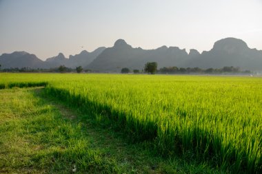 Pirinç alan dağ içinde belgili tanımlık geçmiş