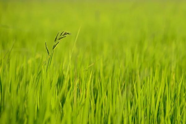 Ot pirinç alan büyür