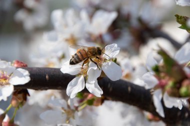 Ağlayan kiraz ağacından nektar içen arı..