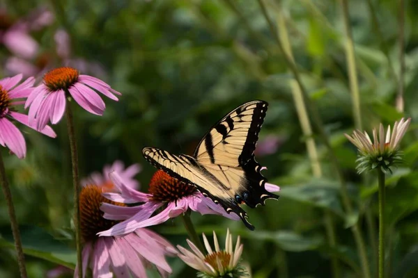 Farfalla Della Coda Rondine Gialla Orientale Che Beve Nettare Coneflower — Foto Stock
