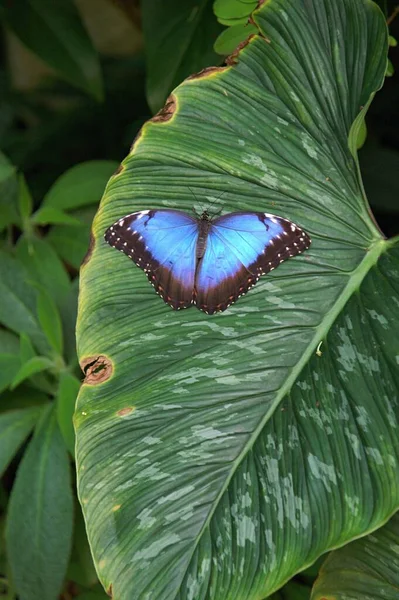 葉の上の青い蝶 プラハの植物園 — ストック写真