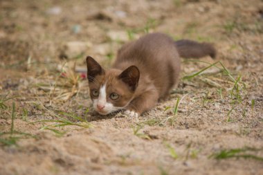 Gizlice evin önünde yürüyen kedi yavrularını çekiyorlar.