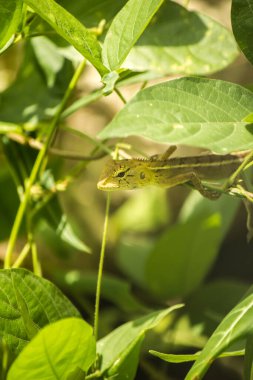 Bukalemun renk değiştiren bir hayvandır..